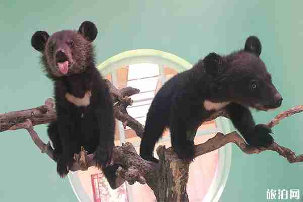 2019北京野生動物園景點門票+開放時間