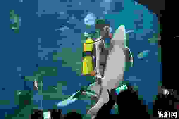 2019北海海洋之窗門票多少+表演時間+開放時間