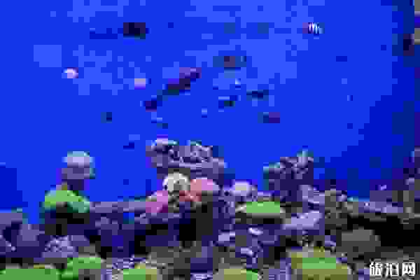 2019北海海洋之窗門票多少+表演時間+開放時間