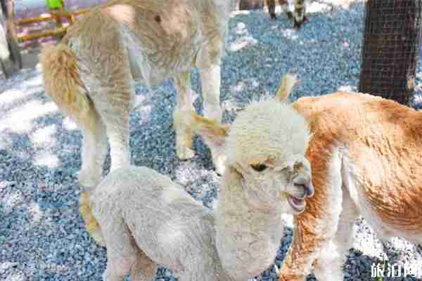 北京大興野生動物園景點介紹+交通路線