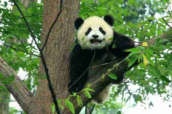 成都看熊猫攻略 成都看熊猫攻略