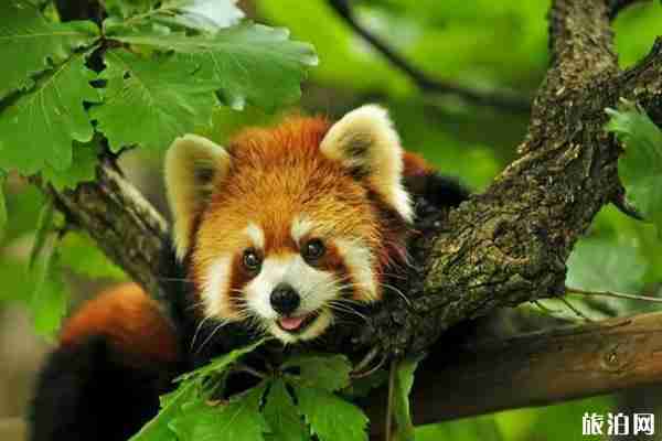 成都看熊猫攻略 成都看熊猫攻略