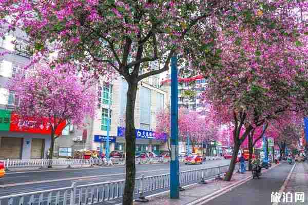 广西柳州紫荆花最佳欣赏线路 广西柳州紫荆花最佳欣赏线路