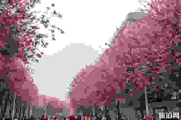 广西柳州紫荆花最佳欣赏线路 广西柳州紫荆花最佳欣赏线路