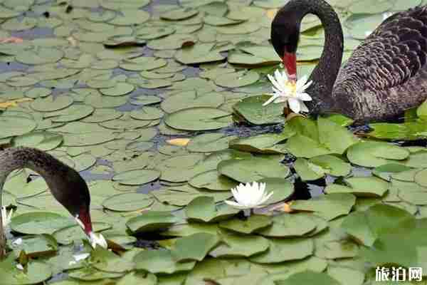 圆明园游船路线怎样+票价多少钱 圆明园游船路线怎样+票价多少钱