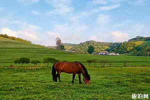 关山草原旅游路线推荐 关山草原旅游路线推荐