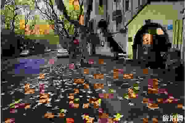 上海哪里可以賞紅楓葉 上海哪里可以賞紅楓葉