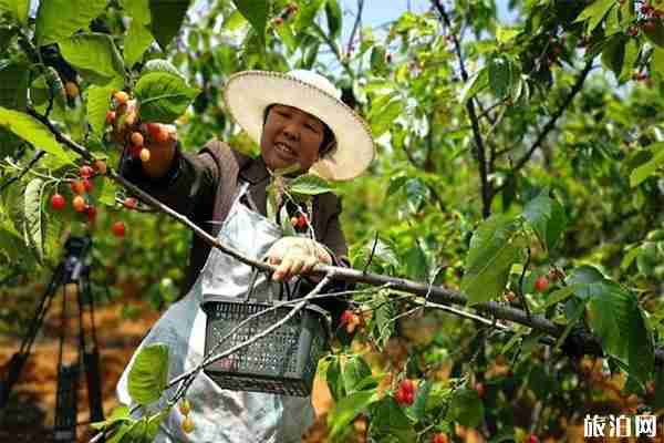 畢節周邊采摘櫻桃的地方