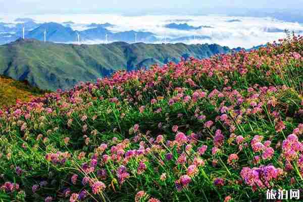 貴州韭菜坪索道和觀光車票多少錢 貴州韭菜坪索道和觀光車票多少錢