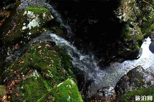 石臺(tái)牯牛降和祁門牯牛降有什么區(qū)別,哪個(gè)更值得去 石臺(tái)牯牛降和祁門牯牛降有什么區(qū)別,哪個(gè)更值得去
