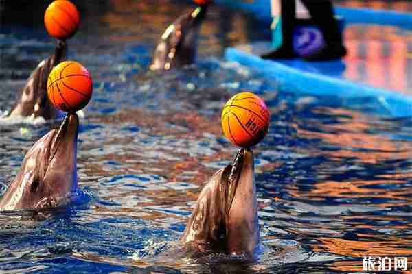 大連老虎灘海洋公園8月份表演時間+索道多少錢 大連老虎灘海洋公園8月份表演時間+索道多少錢