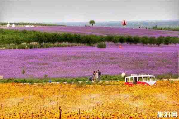 宁夏艾伊薰衣草生态庄园门票多少钱