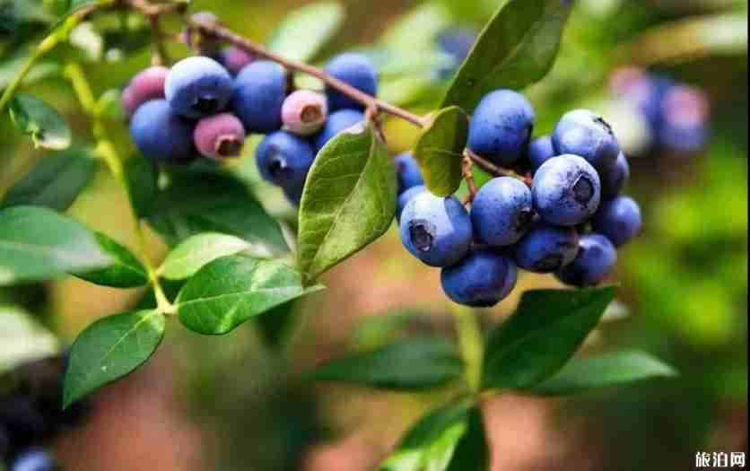 武漢采摘園推薦表2019地址+門票+交通