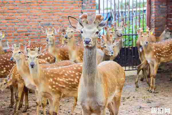 夏季在長春怎么玩 夏季景點游玩攻略
