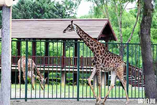 長春動植物公園怎么去 門票多少錢 長春動植物公園怎么去 門票多少錢