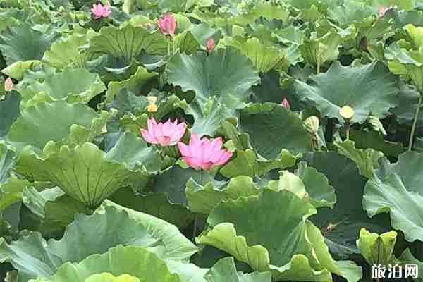 蘇州荷塘月色濕地公園好玩嗎 門票多少錢 蘇州荷塘月色濕地公園好玩嗎 門票多少錢