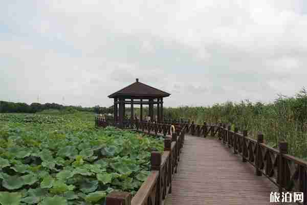蘇州荷塘月色濕地公園好玩嗎 門票多少錢 蘇州荷塘月色濕地公園好玩嗎 門票多少錢