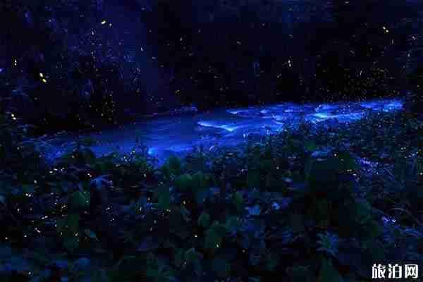 南靖塔下村赏萤火虫攻略