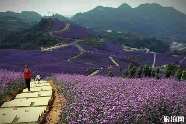 贵州桐梓黔北花海门票多少钱 贵州桐梓黔北花海门票多少钱