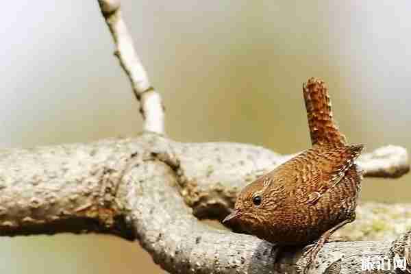 大连虎滩公园门票价格是多少 大连虎滩公园能玩多久 大连虎滩公园门票价格是多少 大连虎滩公园能玩多久