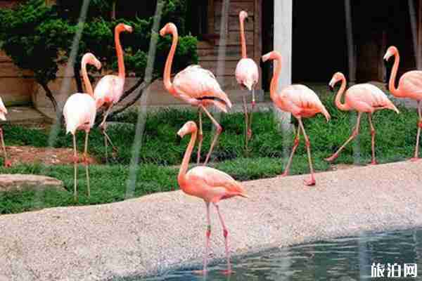 大连鸟语林门票多少 有哪些好玩的地方 大连鸟语林门票多少 有哪些好玩的地方