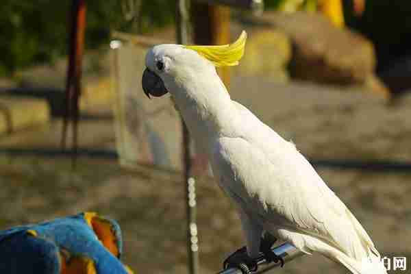 大连鸟语林门票多少 有哪些好玩的地方 大连鸟语林门票多少 有哪些好玩的地方