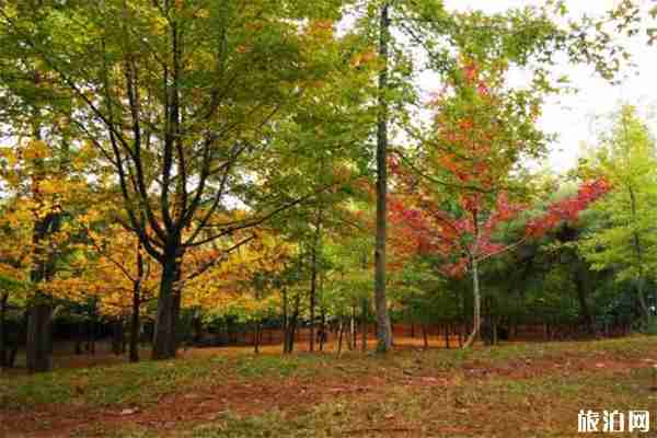 昆明植物園幾點開門 門票+交通 昆明植物園幾點開門 門票+交通