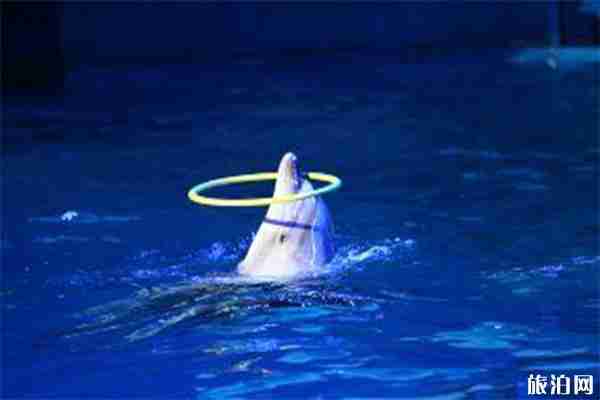南宁极地海洋世界 开放时间+门票