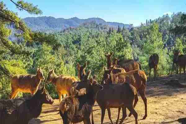 云南野生动物园和昆明动物园哪个好玩 云南野生动物园和昆明动物园哪个好玩