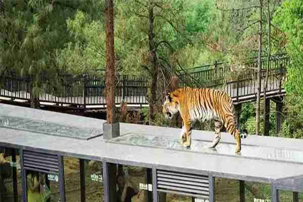 雲南野生動物園和昆明動物園哪個好玩