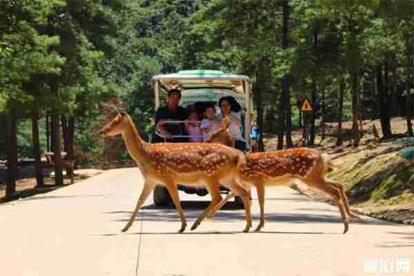云南野生动物园好玩吗 怎么玩 云南野生动物园好玩吗 怎么玩