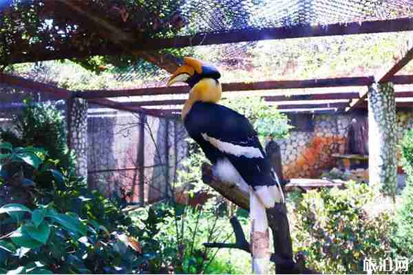 云南野生动物园好玩吗 怎么玩 云南野生动物园好玩吗 怎么玩