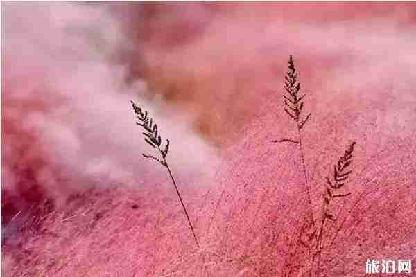 蔚然花海秋季有哪些花