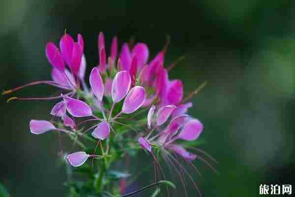 蔚然花海秋季有哪些花 蔚然花海秋季有哪些花