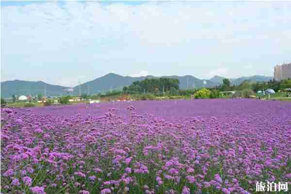 蔚然花海秋季有哪些花 蔚然花海秋季有哪些花
