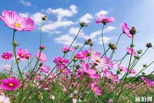 南京格桑花海在哪里看+门票+交通