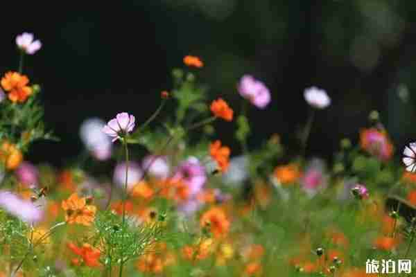 南京格桑花海在哪里看+门票+交通
