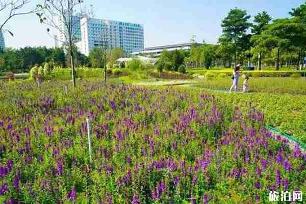 佛山秋季赏花攻略 佛山秋季赏花攻略