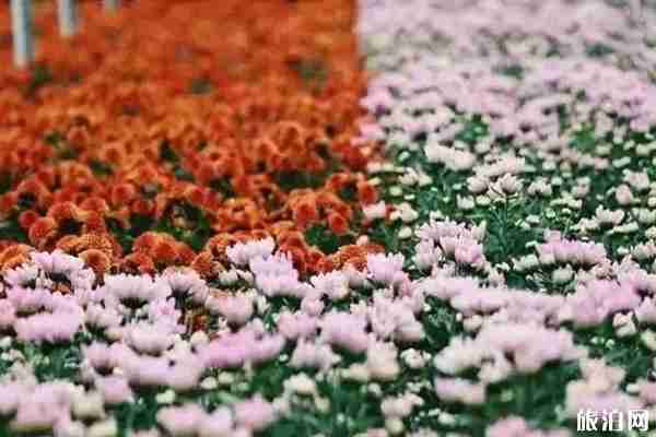 佛山秋季赏花攻略 佛山秋季赏花攻略