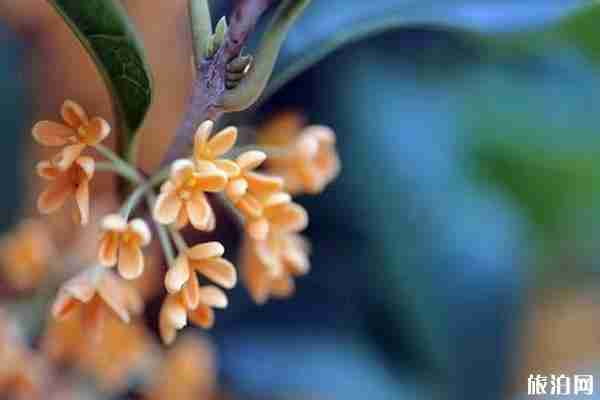 秋季武汉周边赏花攻略 秋季武汉周边赏花攻略