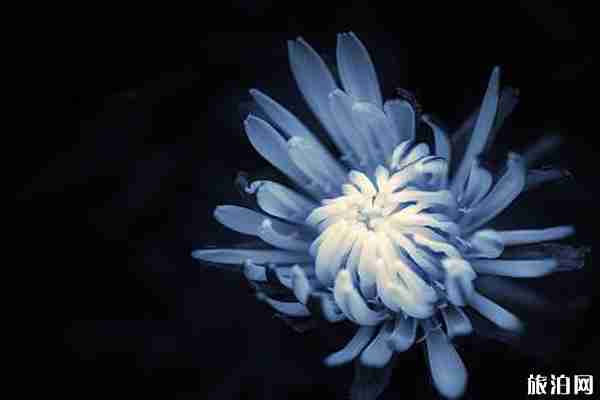 秋季武汉周边赏花攻略