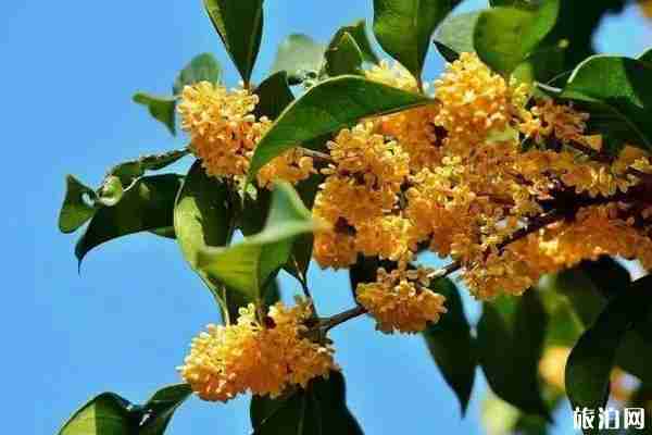 2019南京桂花什么時候開 南京桂花哪里最好+門票+交通