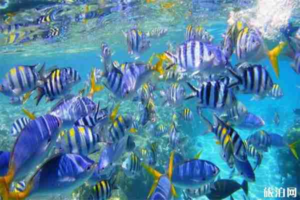 怎么去帕劳旅游 附交通方式