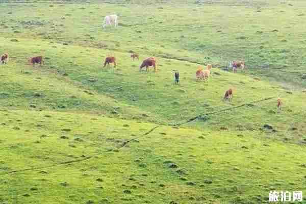 2019年秋季阿西里西大草原旅游攻略