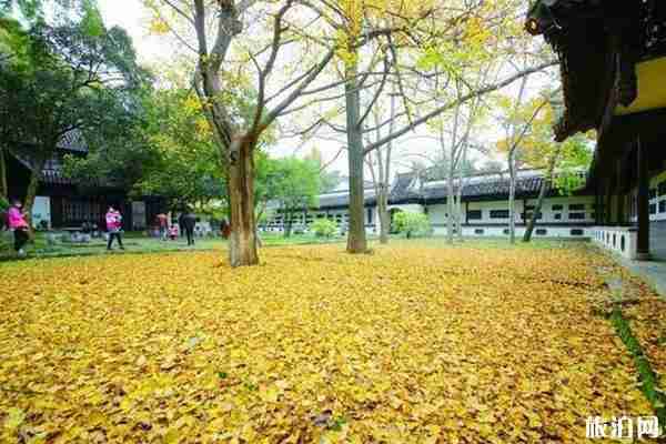 镇江哪里有银杏树观赏 镇江哪里有银杏树观赏