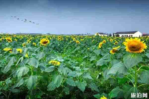 南京秋天赏花的地方有哪些 南京秋天赏花的地方有哪些