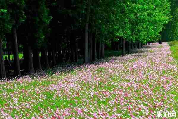 南京秋天赏花的地方有哪些 南京秋天赏花的地方有哪些