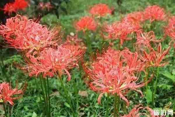 南京秋天赏花的地方有哪些 南京秋天赏花的地方有哪些