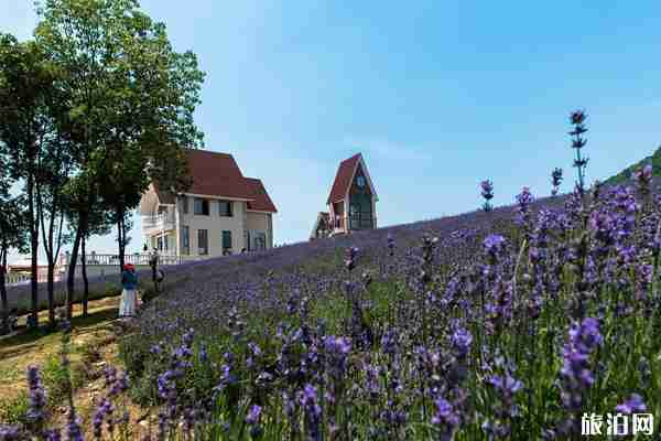 连云港薰衣草园好玩不 连云港薰衣草园门票多少钱