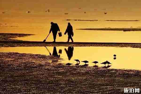 大连开海时间2019+赶海时间 大连赶海去哪里比较好